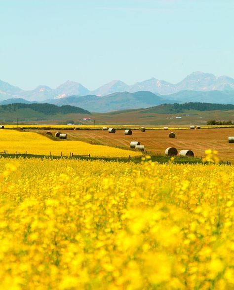 Travel Alberta on Instagram: “Start the car! Rumour has it canola fields are in full bloom, which means golden fields will be blowing up your feed in no time. Remember…” Farm Scene Painting, Travel Alberta, Country Core, Fantasy Aesthetics, Canola Field, Earth Beautiful, Background Reference, Golden Fields, Art Tutor