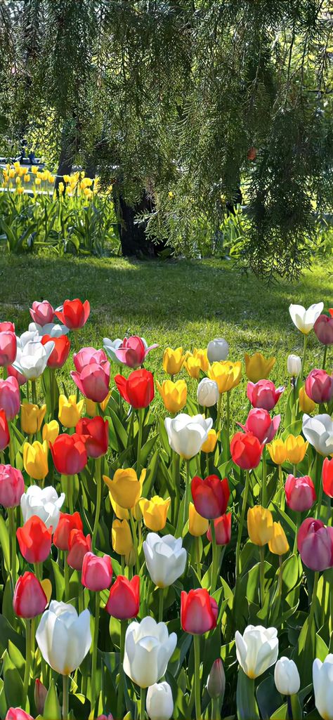 Tulip Flower Pictures, Pretty Flowers Pictures, Pink Flowers Wallpaper, Nothing But Flowers, Pretty Landscapes, Flower Therapy, Garden Photography, Happy Flowers, Beautiful Bouquet Of Flowers