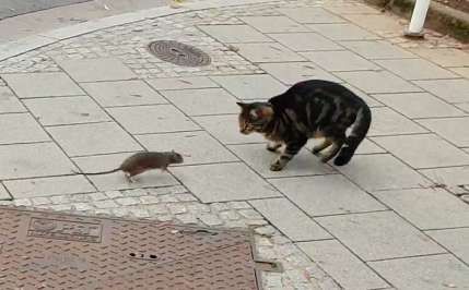 Cat On Street, Valentines Collage, Cat And Rat, God Creation, Being Chased, Kitty Baby, Reptile Snakes, A Rat, Almighty God