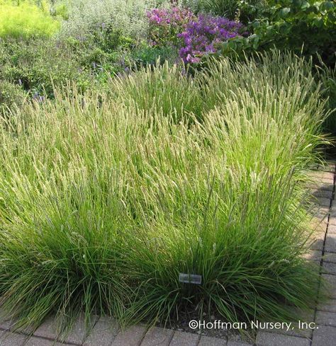 Sesleria Autumnalis, Yard Water Fountains, Shrubs For Landscaping, Deer Resistant Garden, Shade Landscaping, Lawn Alternatives, Pool Water Features, Front Landscaping, Side Garden