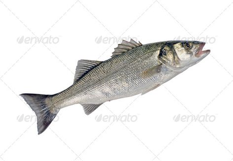 Sea Bass Fish, Bass Fish, Sea Bass, Bass Fishing, Morning Images, Bass, White Background, Mermaid, Gadgets