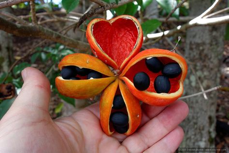 A large and brightly coloured seed pod of the native Peanut tree (Sterculia quadrifida), found while I was visiting the SCU campus. 2013 Oz Tattoo, Bush Tucker, Architectural Plants, Peanut Tree, Seed Pod, Australian Native Plants, Tree Seeds, Australian Native, Red Fruit