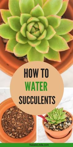 Do you need to know Garden Knowledge, Water Succulents, Succulents In Pots, Succulent Containers, How To Water Succulents, Can Water, Holiday Cactus, Tiny Garden, Succulent Garden Diy