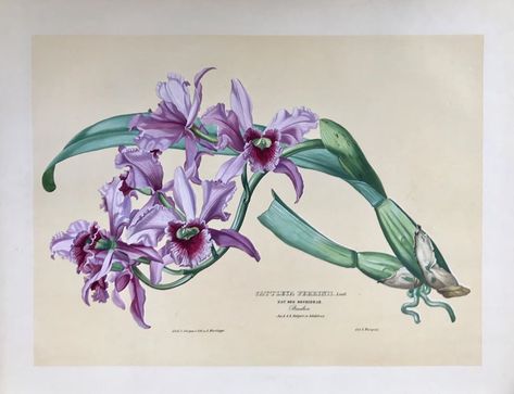 Philographikon Rainer Rauhut on Instagram: “Cattleya Perrinii  Nat. Ord. Ochideae Brasilien Aus d. k.k. Hofgart. zu Schoenbrunn  Page size: 42 x 56 cm ( 16.5 x 22 ") Image size: 34 x…” Orchid Illustration, Orchid Drawing, Dendrobium Nobile, Abstract Painting Acrylic Modern, Antique Botanical Print, Vintage Florals, Dendrobium Orchids, Beautiful Orchids, 5 Image