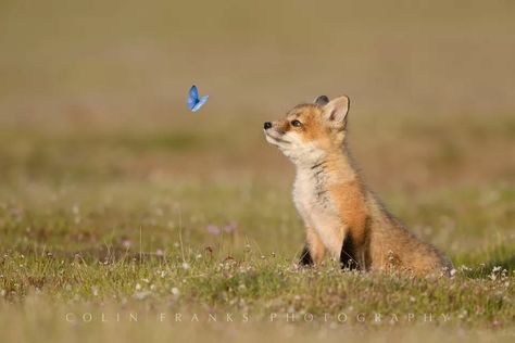 Fox, and the butterfly Fox Pups, Fox Pictures, Pet Fox, Wildlife Nature, Cute Wild Animals, Cute Fox, Red Fox, Cute Creatures, Animal Planet