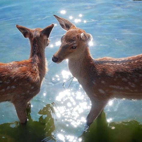 Pretty Animals, Oh Deer, Silly Animals, Baby Deer, Cute Little Animals, Spirit Animal, Animal Kingdom, Animals Beautiful, Pet Birds