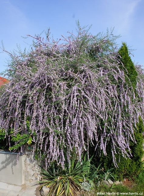 Buddleja alternifolia fountain butterfly bush Buddleia Alternifolia, Pugster Blue Butterfly Bush, Buddleja Globosa, Campanula Rotundifolia, Buddleja Alternifolia, Buddleja Davidii, Butterfly Bush, Plant List, Butterfly Garden