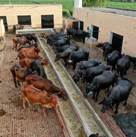 Small Cow Farm Design, Cattle Barn Designs, Cow Shed Design, Raising Cows, Cattle Rearing, Dairy Business, Cattle Barn, Goat House, Cow Shed