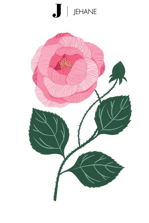 Beautifully painted rose in shades of pink and purple. #rosepainting #painting #art . #Floral_Art_Drawing #Roses_Illustration #Floral_Art_Design #Wedding_Itinerary Rose Illustration Design, Roses Illustration, Greenery Decor, Rose Illustration, Wedding Itinerary, Botanical Illustration Vintage, Cute Cartoon Drawings, Personalized Embroidery, Rose Painting