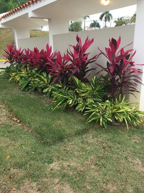 31 Fabulous Landscaping with Cordyline Ideas | Balcony Garden Web Tropical Privacy Hedge, Key West Landscape Ideas, Tropical Bushes Plants, Clusia Hedge Landscaping Ideas, Tropical Garden Design Landscaping Front Yards, Front Yard Tropical Landscaping Design, Tropical Planter Ideas, Tropical Flower Bed, Central Florida Landscaping Ideas