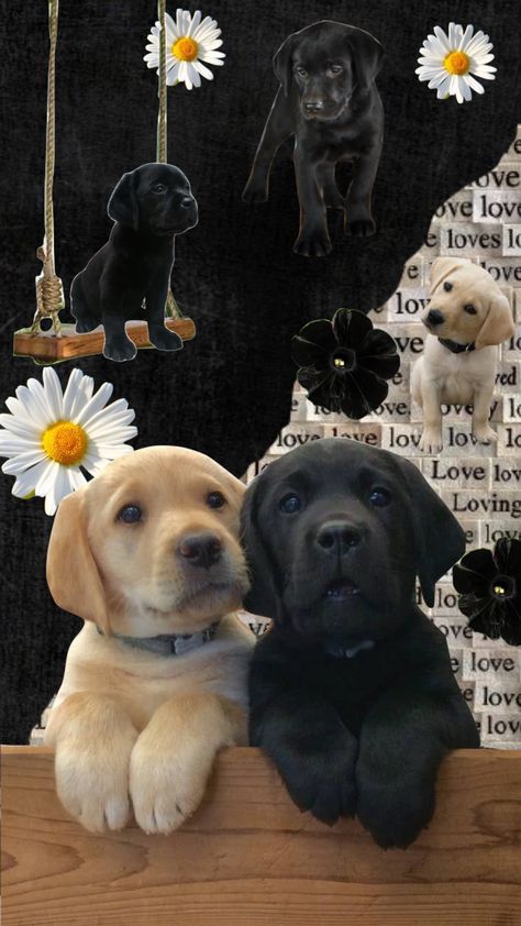 puppiesss #puppys #labrador #shuffle #collage Wenamechainasama Dog, Dog Wallpaper Collage, Animal Collage Wallpaper, Dog Collage Wallpaper, Doberman Wallpaper, Company Wallpaper, Shuffle Collage, Dog Wallpaper Iphone, Unusual Animal Friendships