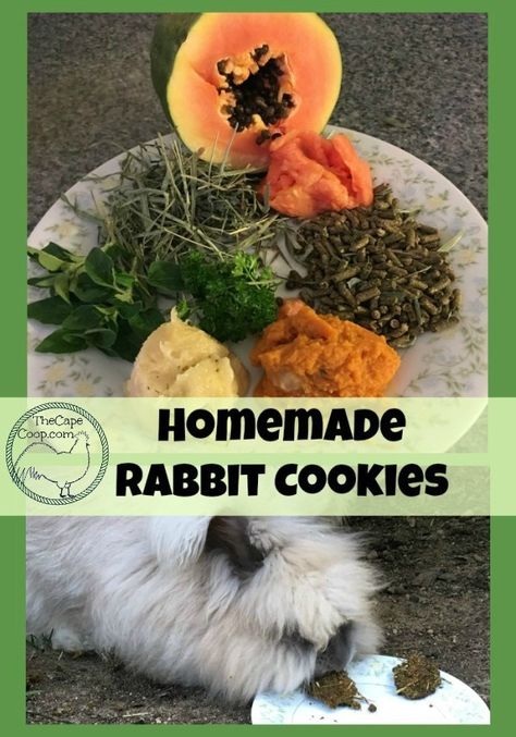 Homemade Rabbit Treats, Rabbit Yard, Breeding Rabbits, Treats For Rabbits, Rabbit Pellets, English Angora, Rabbit Behavior, Rabbit Feeding, Rabbit Cookies