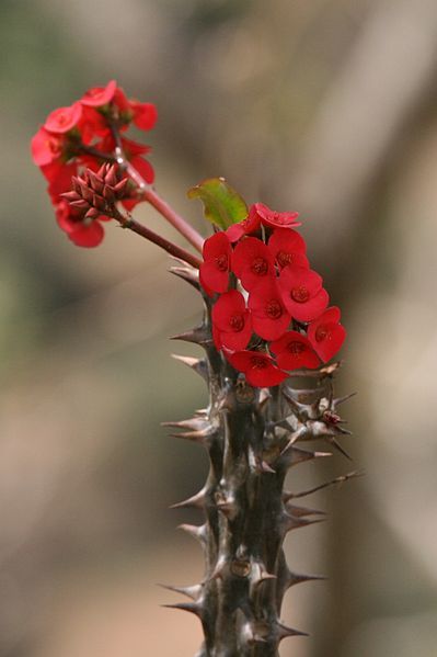 Euphorbia milii, the crown of thorns, Christ plant, or Christ thorn, called Corona de Cristo in Latin America Crown Of Thorns Plant, The Crown Of Thorns, Euphorbia Milii, Cactus Planta, Crown Of Thorns, Succulent Terrarium, Agaves, Succulent Garden, Cactus Y Suculentas