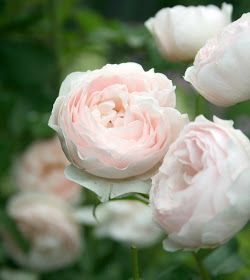 Fantastic Flowers, Heritage Rose, Coming Up Roses, David Austin Roses, David Austin, Chelsea Flower, Romantic Roses, Rose Cottage, English Roses