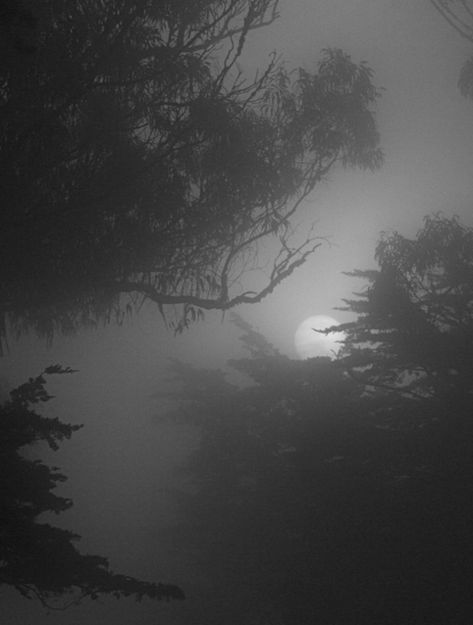 Foggy Trees, Istoria Artei, Black And White Photograph, 다크 판타지, The Fog, Dark Places, Dark Photography, Dark Forest, Fantasy Landscape