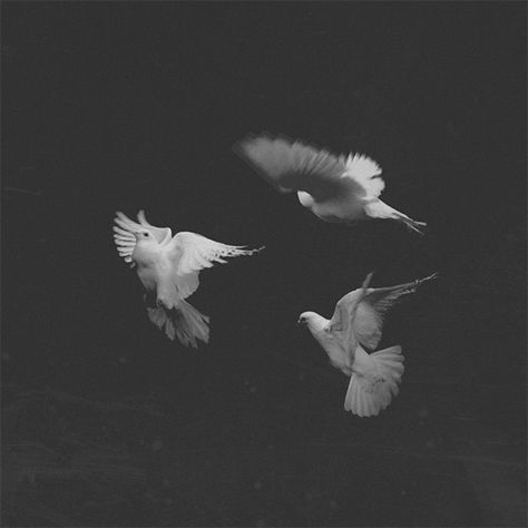 Fly Gif, Dove Flying, Dove Pigeon, The Night Circus, Night Circus, Aesthetic Gifs, Heaven And Hell, Animation Reference, Beautiful Gif