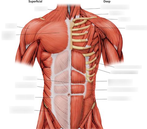 Start Studying, Learn Vocabulary, Muscle Anatomy, Study Tools, The Trunk, Anatomy Reference, Muscles, Vocabulary, Anatomy