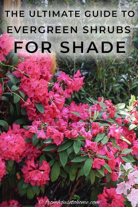 If you’re wondering what evergreen shrubs for shade to plant in your garden, then read this! They’re helpful ideas for colorful evergreen bushes for shade. I am so saving this list of evergreens to grow myself soon!! #fromhousetohome #evergreen #shrubs #gardeningtips Shade Evergreens, Evergreen Shrubs For Shade, Evergreen Bushes, Shrubs For Shade, Foundation Plants, Evergreens For Shade, Plants Under Trees, Landscape Stairs, Evergreen Bush