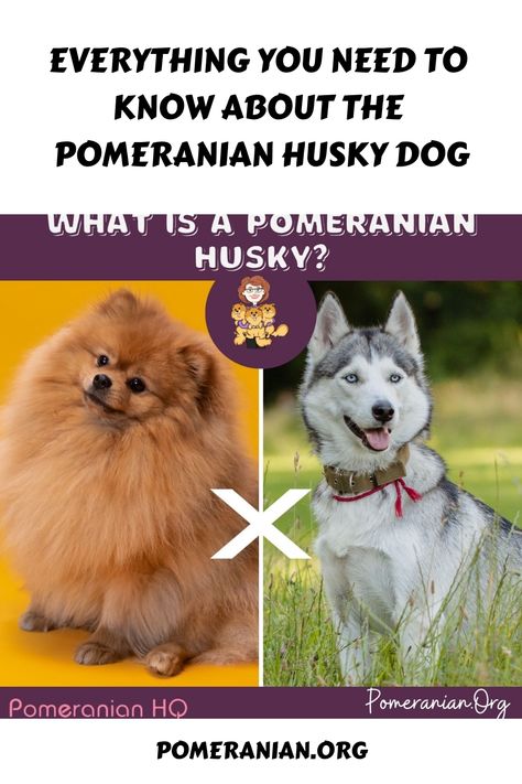 The Pomeranian Husky Mix, also known as Pomsky and Husky Pomeranian Mix is a designer breed that is a cross between the Pomeranian and Siberian Husky. Pomeranian Mix Puppies, Pomeranian Colors, Merle Pomeranian, Pomeranian Haircut, Pomeranian Husky, Pomeranian Breed, Designer Dogs Breeds, Pomeranian Dogs, Pomeranian Mix