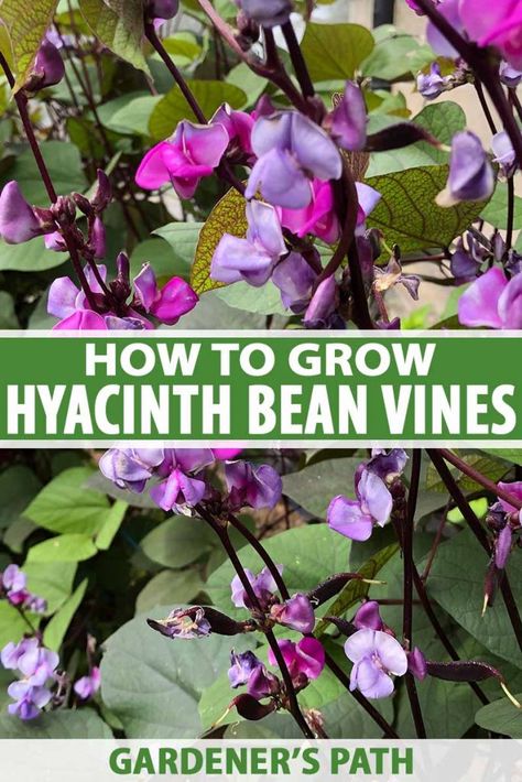 Purple Vine Flowers, Purple Hyacinth Bean Vine, Bean Planting, Perennial Flowering Vines, Shade Pergola, Hyacinth Bean, Hyacinth Bean Vine, Mountain Garden, Rustic Arbor