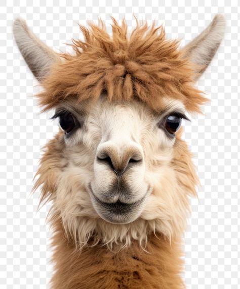 Llama Photography, Alpaca Images, Lama Animal, Llama Images, Alpaca Pictures, Art Rooms, Lama Lama, Painting Animals, Animal Spirit