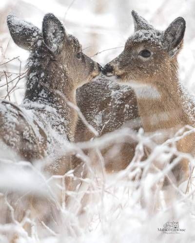 Animal Intelligence, 2 Brides, Aesthetic Animals, Deer Girl, I Love Winter, Christmas Gifts For Boyfriend, Winter Magic, Winter Scenery, Winter Wonder