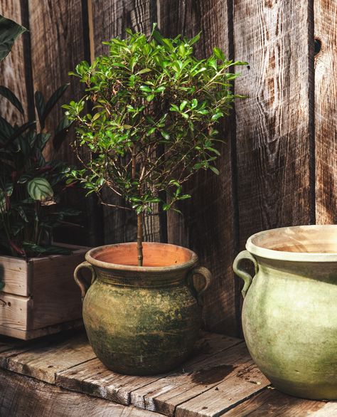 Terracotta planters, crafted from clay and baked to perfection, offer a timeless and natural touch to your gardening endeavors. 🪴⁠ ⁠ With their earthy tones and porous texture, they provide excellent breathability and drainage for plants, ensuring their roots stay healthy and happy. Whether displayed on a patio, balcony, or in a lush garden, terracotta planters bring a touch of warmth and charm to any space! 🌿 Modern Terra Cotta Pots, Terracotta Garden Pots, Ceramic Functional, Aged Terracotta, Terra Cotta Pots Garden, Terracotta Garden, Farmhouse Pottery, Garden Inspo, Large Flower Pots