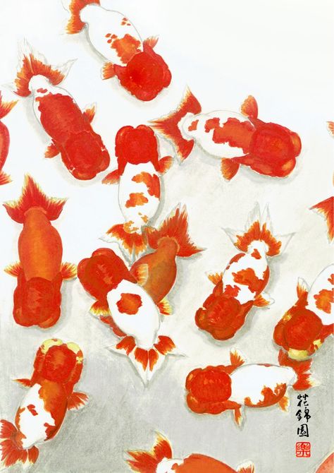 Ranchu Goldfish Wallpaper, Butterfly Goldfish, Goldfish Aesthetic, Goldfish Illustration, Goldfish Wallpaper, Goldfish Art, Stone Art Painting, Koi Fish Pond, Lion Dance