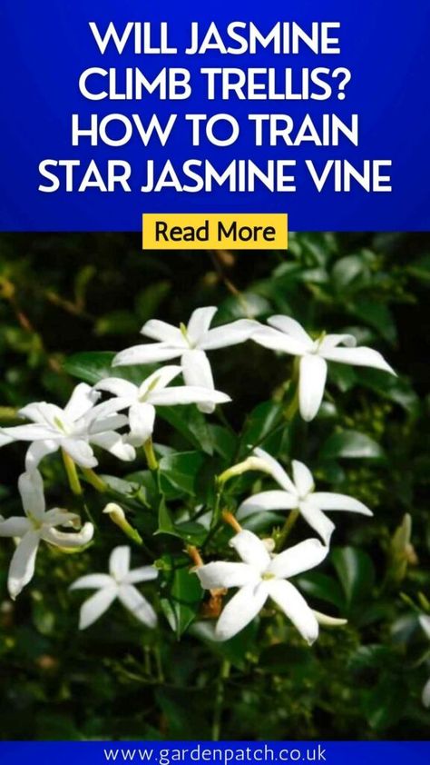 Will Jasmine Climb Trellis? How to Train Star Jasmine Vine 5 Star Jasmine Trellis, Star Jasmine Vine, Jasmine Tree, Jasmine Vine, Vine Trellis, Diy Trellis, Star Jasmine, Sweet Fragrance, Garden Yard Ideas