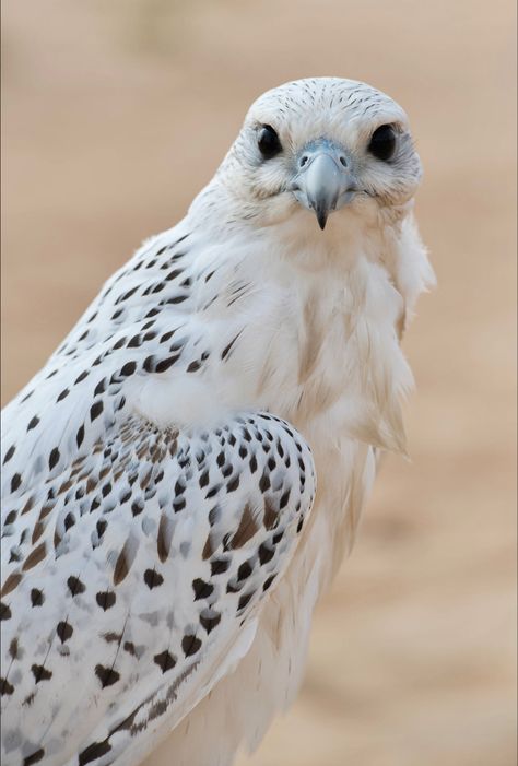 The largest falcon in the world and a fierce predator in Canada and Alaska. Gyr Falcon, White Falcon, Birds Of Prey, Bird Feathers, Cute Funny Animals, Mother Earth, Beautiful Birds, Eagles, Alaska