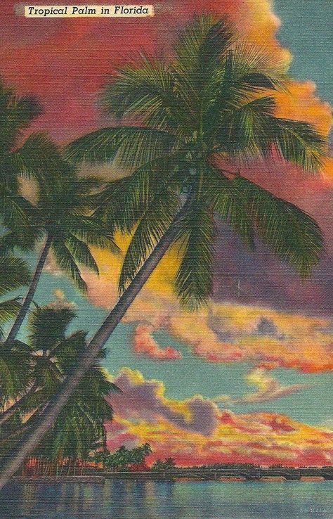 Florida Postcard, Iphone Wallpaper Photos, Arte Inspo, Tropical Palm, Art Collage Wall, Video Editor, Vintage Postcards, Pretty Art, Wall Collage