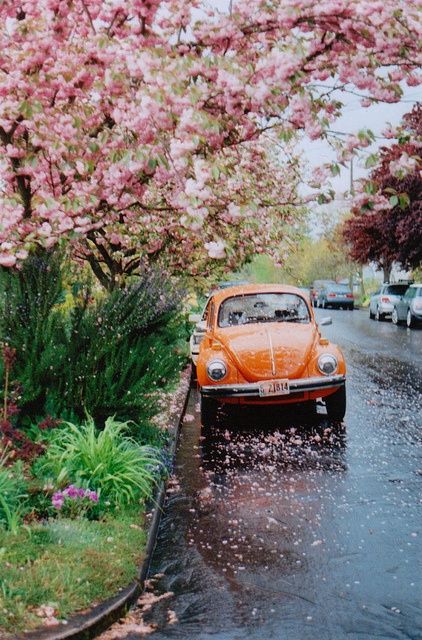 spring rain Vw Vintage, Spring Rain, Bohol, 수채화 그림, Volkswagen Bus, Vw Beetle, Pretty Pictures, Rainy Day, Vintage Cars