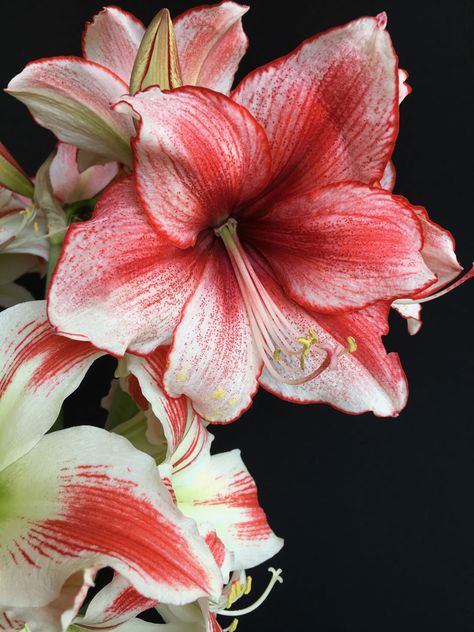 Enjoy the beauty of homegrown flowers even during the winter months. Amaryllis and paperwhite bulbs are easy and inexpensive to grow. Plant in late fall for flowers December through March. Amaryllis Aesthetic, December Tattoo, Christmas Amaryllis, Hoya Bella, Amaryllis Flower, Fav Flower, Tattoo Tree, Longfield Gardens, Amaryllis Flowers