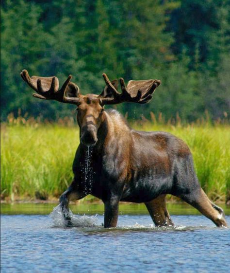 Magnificent bull moose wading in a river. Canada’s Rocky Mountain Cordillera is a haven for wildlife. Moose Pics, Moose Photography, Mountain Animals, Riding Mountain National Park, Moose Animal, Hungry Bear, Moose Pictures, Moose Hunting, Moose Deer