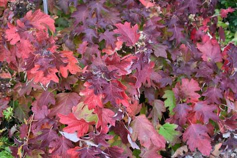 Hydrangea Snowflake, Oak Leaf Hydrangea, Hydrangea Arborescens Annabelle, Lily Turf, Hydrangea Serrata, Bigleaf Hydrangea, Types Of Hydrangeas, Smooth Hydrangea, Hydrangea Arborescens