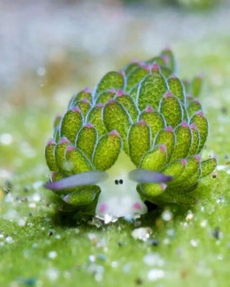 Bunny Sea Slug, Leaf Sheep, Energy From The Sun, Weird Sea Creatures, Sea Explorer, Cartoon Sheep, Sea Slugs, Sea Snail, Beautiful Sea Creatures