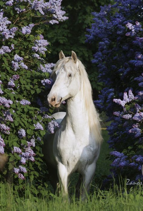 Magical Nature Tour (Posts tagged horse) Spring Horse, Nature Tour, All The Pretty Horses, Clydesdale, White Horses, Equine Photography, Pretty Horses, Horse Photography, Horse Pictures