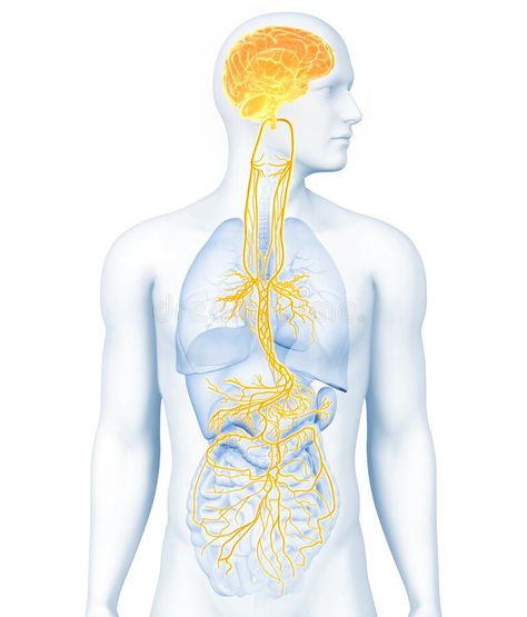 Vagus Nerve Stock Illustrations – 130 Vagus Nerve Stock Illustrations, Vectors & Clipart - Dreamstime Nerves System Anatomy, Vagus Nerve Illustration, Nervous System Illustration, Anatomy Body Parts, Digestive System Anatomy, Nervus Vagus, Human Muscle Anatomy, Body Mapping, Peripheral Nervous System