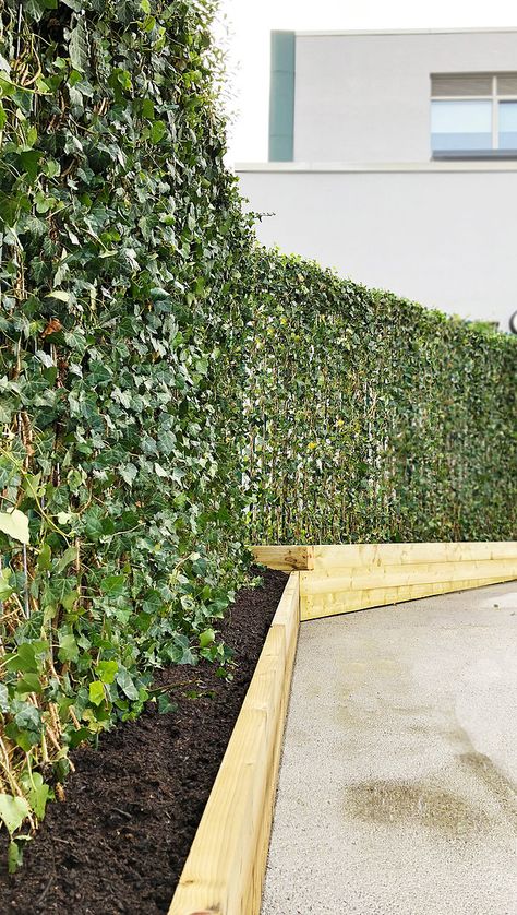 INSTANT IVY GREEN SCREEN HEDGES Small Garden Hedges, Small Garden Uk, Hedera Ivy, Commercial Planters, Garden Hedges, Ivy Wall, Green Fence, Green School, Back Garden Design