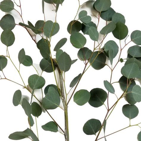 Silver Dollar Eucalyptus (40 stems) Bulk Flowers Online, Flowers Last Longer, Long Vase, Dollar Eucalyptus, Silver Dollar Eucalyptus, Green Garland, Willow Branches, Flowers Arrangements, Members Mark