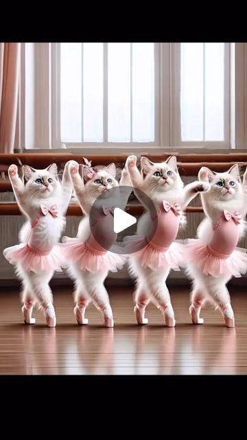 Baby Snow Leopard, Hello January, Kitten Wallpaper, Dancing Animals, Leopard Cat, Dancing Cat, January 21, Funny Cat Videos, Cat Gif