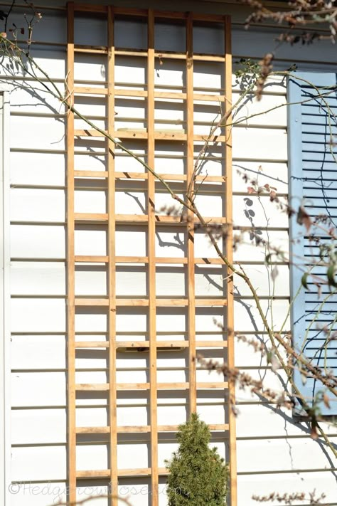 Installing a Trellis for Climbing Roses Onto Your House Trellis Side Of House, Front Yard Roses, Cottage Trellis, Garden Cottage House, Roses Trellis, House Trellis, Climbing Roses Trellis, Simple Trellis, Building A Trellis