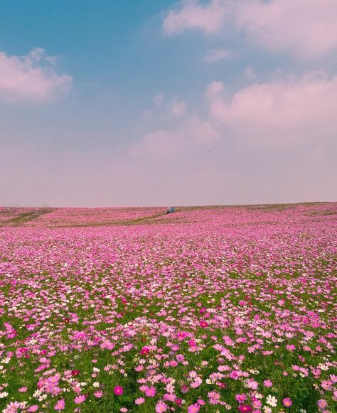 Beautiful Monster Stayc, Meadow Aesthetic, Fairy Fountain, Wattpad Background, Hawaii Things To Do, Fairy Home, Field Of Flowers, Flower Therapy, Beautiful Places Nature