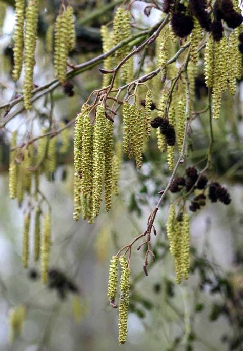 Catkins and last year's female cones on an Alder tree Zone 5 Plants, Tree Of Life Meaning, Outdoor Rabbit Hutch, Alder Tree, British Garden, Celtic Tree, Side Garden, Ornamental Trees, Collage Art Mixed Media