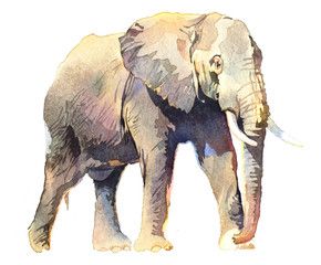 Zoo Poster Design, Elephant Watercolor, Elephant Poster, Animal Elephant, Elephant Illustration, Watercolor Elephant, Watercolour Illustration, Elephant Painting, Painting Class