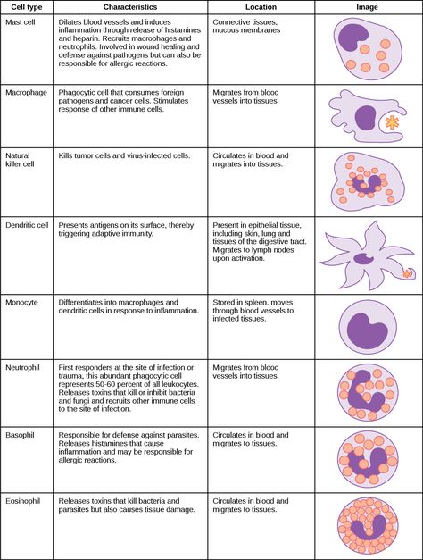 WBC Function Immune System Cells And Their Functions, Neutrophils Function, Wbc Blood Cells, Animal Structure, Medical Laboratory Science Student, Medical Lab Technician, Cells Worksheet, Medical Laboratory Scientist, Medical Student Study