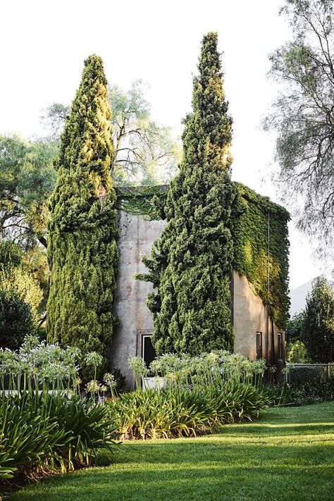 David Flack designed house in rural Victoria: photos - Vogue Australia Flack Studio, Fast Growing Vines, Horse Breeding, Climbing Hydrangea, Growing Vines, Horse Property, Vogue Living, Climbing Vines, Rural Landscape