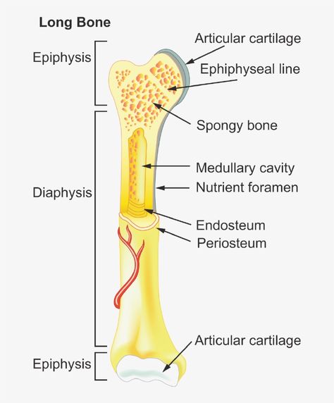 Bone Diagram, Bone Drawing, Longitudinal Section, Doubting Thomas, Bone Structure, Diagram Design, Grade 8, Science Fiction Tv, A Typical