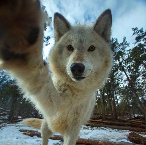 #wolf #wolves #selfie Pet Wolf, Fav Animal, Funny Wolf, Wolf Photography, Wolf Photos, Exotic Animals, Wolf Pictures, Beautiful Wolves, Silly Dogs