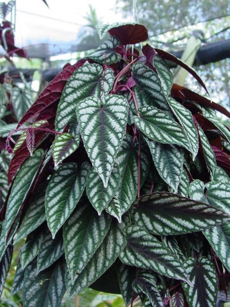 Cissus discolor ‘Rex Begonia Vine’ Cissus Discolor, Rex Begonia, Wishlist Plants, Trees For Front Yard, Trees Garden, Purple Hibiscus, Bonsai Plants, Plant Aesthetic, Gold Diy